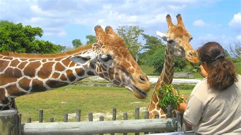 10 Best Zoos in Orlando: Discover the Wildlife - VillaKey