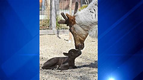 First baby reindeer born at Brookfield zoo since 1980 - ABC7 Chicago