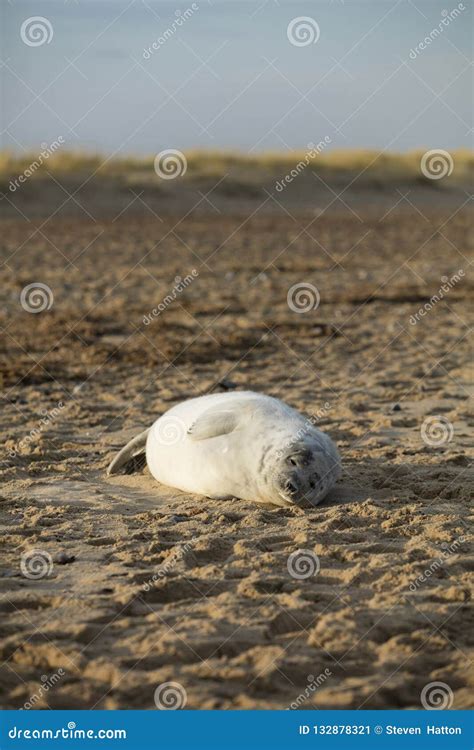 Seals in Winter on the Beach, Winterton on Sea, Norfolk, UK in T Stock Image - Image of dark ...