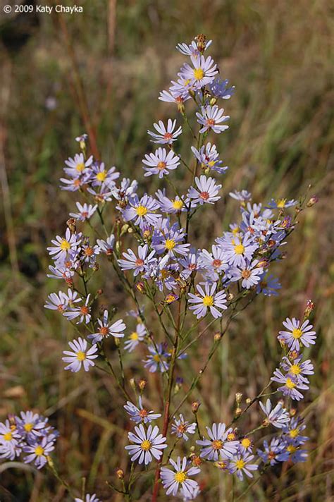 Symphyotrichum oolentangiense (Sky-blue Aster): Minnesota Wildflowers