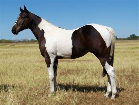 Tobiano Paint Gelding | Horses! | Pinterest