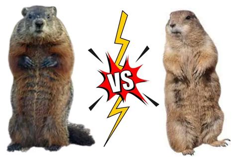 Gopher Vs. Groundhog (15 Differences)