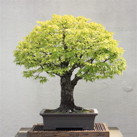 Japanese Elm Bonsai Tree Care Guide (Zelkova serrata) - Bonsai Tree Gardener