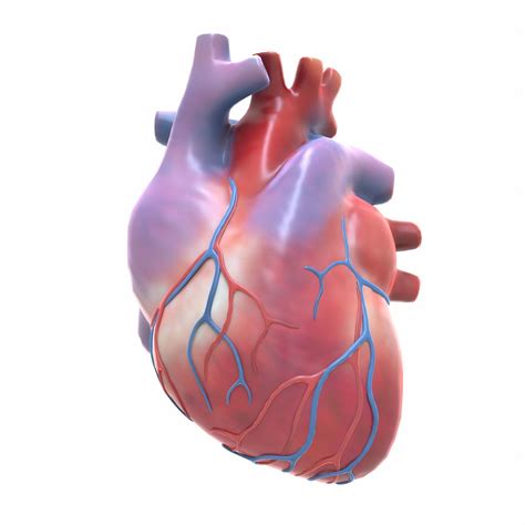 3D model Human Heart VR / AR / low-poly | CGTrader