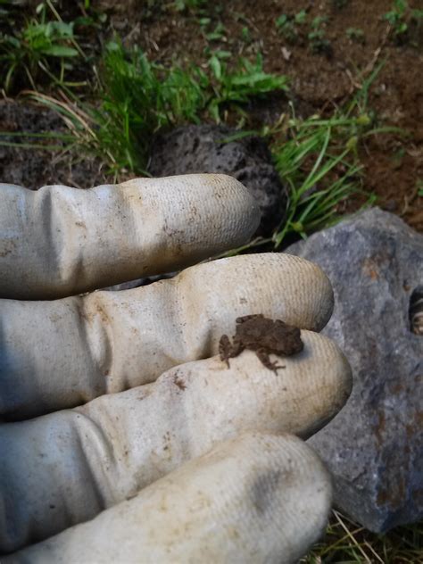 A coqui frog from hilo hawaii : r/frogs