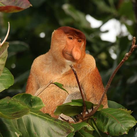 Proboscis Monkey Nasalis Larvatus in the Wild Stock Image - Image of jungle, larvatus: 118263069