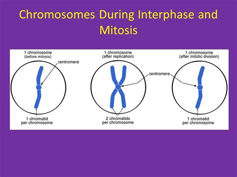 What does the nucleus look like in S phase of Meiosis? - Biology Stack Exchange