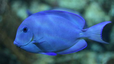 Blue Tang - A-Z Animals