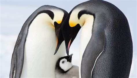 13 Amazing (and Adorable) Photos From Hulu's 'March of the Penguins 2: The Next Step'