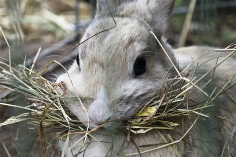 Flemish Giant Rabbit: Diet | Size | Breeding | Housing | Hutch and Cage