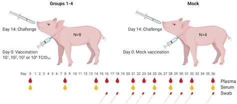 Classical Swine Fever Vaccine