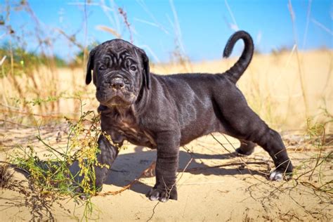 10 Best Cane Corso Breeders (2024): Our Top 10 Picks!