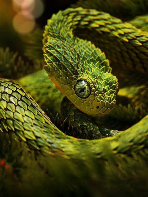 🔥 Atheris Hispida Viper - NatureIsFuckingLit in 2020 | African bush viper, Cute reptiles, Cute snake