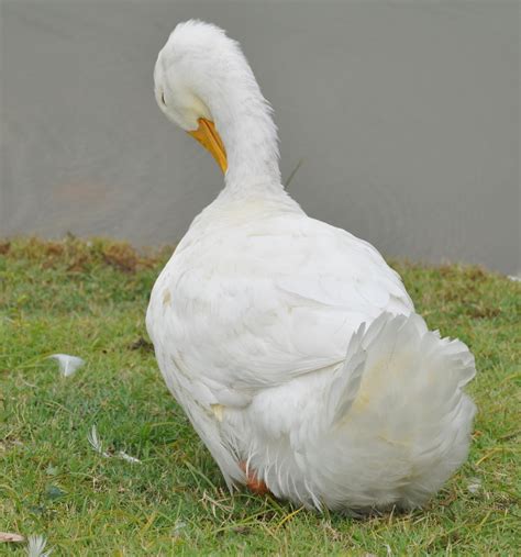 My Duck Collection: Beautiful white ducks