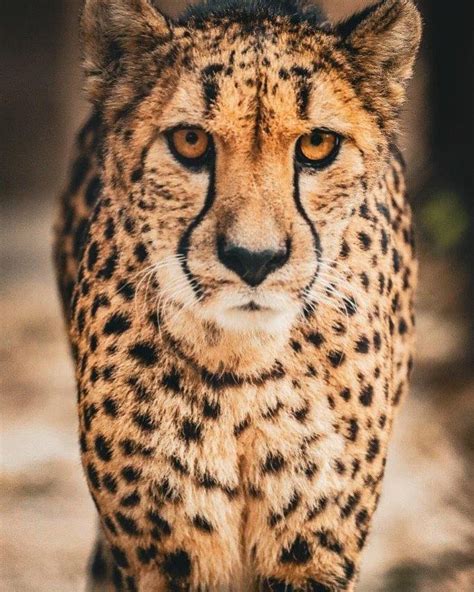 Cheetah briefly escapes enclosure at Omaha zoo - UPI.com