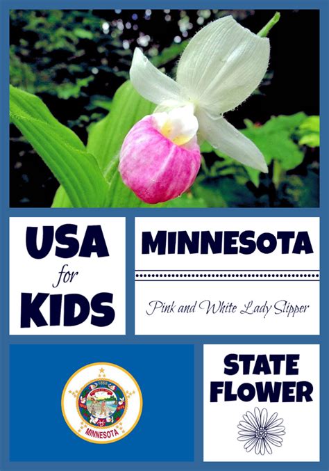 Minnesota State Flower - Pink and White Lady Slipper