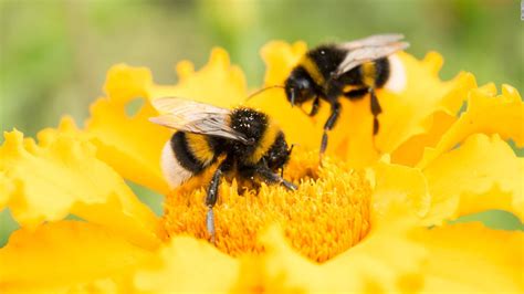 Save the bumble bees by planting these flowers - CNN