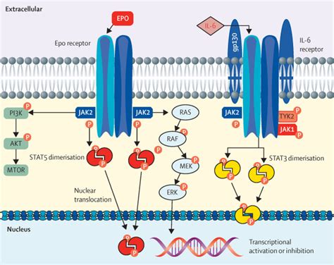 Current and future status of JAK inhibitors - The Lancet