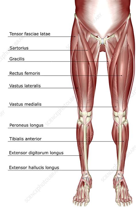 Anatomy Lower Body / The standard position in which the body is ...