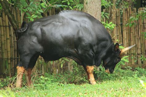 Seladang/Malayan Gaur | Rare animals, Big animals, Animals beautiful