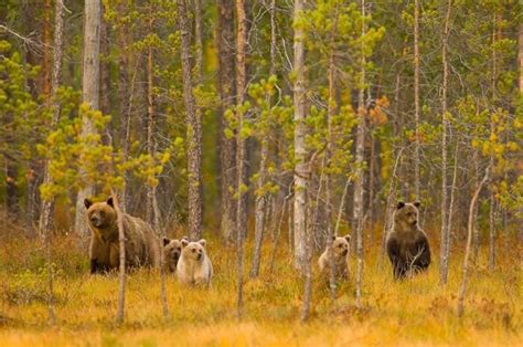 Life Of A Bear Family | PetsFoto