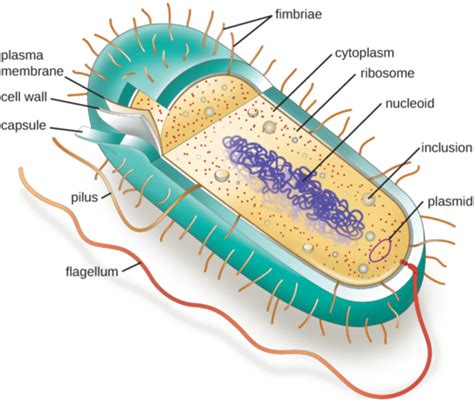 Exam 1: (Unit 2)PROKARYOTIC CELL STRUCTURE, MICROBIAL GROWTH, BIOFILMS Flashcards | Quizlet