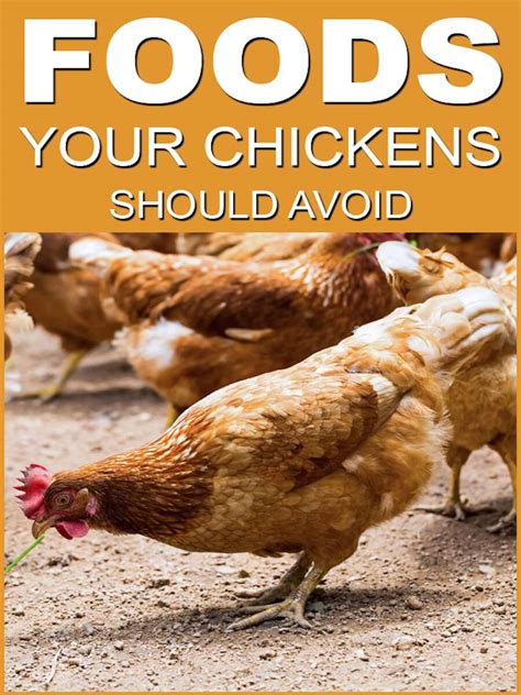 10 Wrong Foods Chickens Should Not Eat- (And Maybe You're Still Giving Them) - POULTRY FEED ...