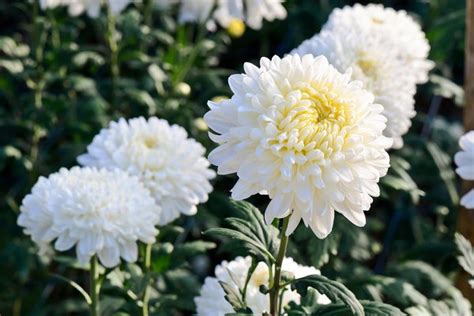 White chrysanthemum flowers featuring flowers, white, and chrysanthemum ...