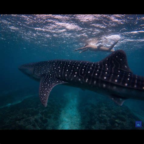 Whale Shark, Maldives