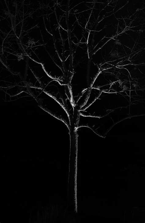 Black and White Photo of a Leafless Tree · Free Stock Photo