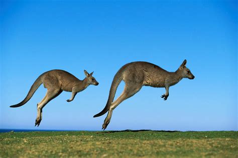 Kangaroo Wallpapers - Wallpaper Cave