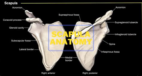 Anatomy and Function Of The Scapula – Human Anatomy – Welcome to SYS MEDTECH INTERNATIONAL ...