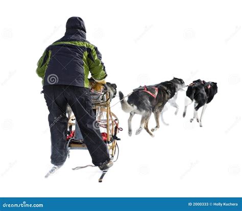 Dog Sled Musher And Dog Team Against White Stock Photos - Image: 2000333