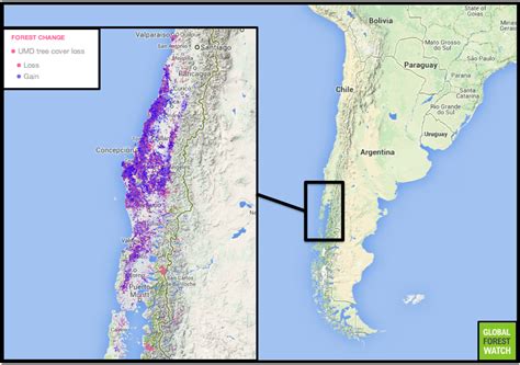 When forests aren’t really forests: the high cost of Chile’s tree ...