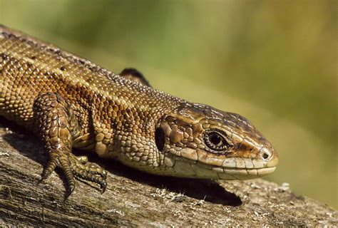 Common Lizard | Naturally