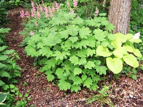 The Woodland Garden - Natural Landscaping, Gardening, and Landscape Design in the Catskills and ...