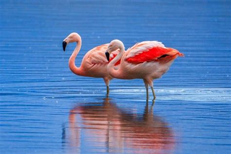 Best Time for Flamingo Watching in Argentina 2023 - Rove.me | Flamingo ...