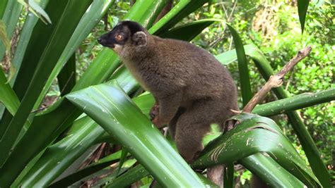 Lemur monkey, common in Madagascar image - Free stock photo - Public ...