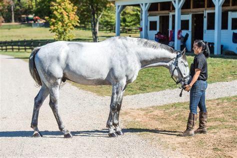 40 Horse Grooming Tips - Cowboy Magic