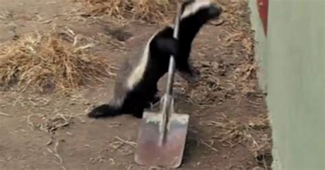 Honey Badger Kept Escaping. What Is Captured When He Set Up a Camera Is ...