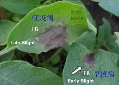 What's difference between early blight and late blight?