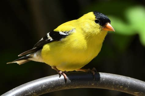 Iowa State Bird – Eastern Goldfinch – 50States.com – 50states