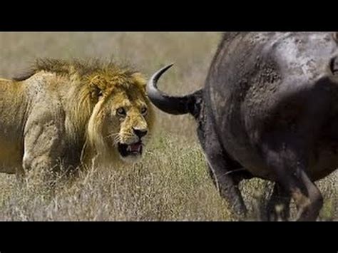 wildlife documentary lion vs buffalo real fight Discovery channel animals Animal planet ...