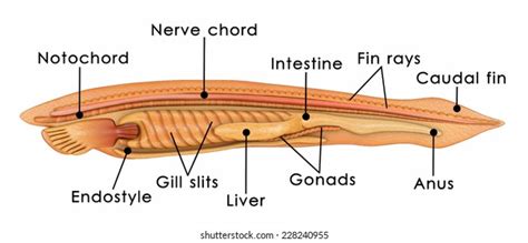 Cephalochordata Branchiostoma