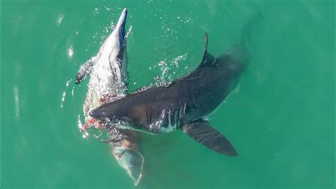 Do Sharks Eat Dolphins & Octopus? | Maritime Herald