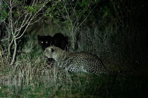 Black Panther Hunting Prey