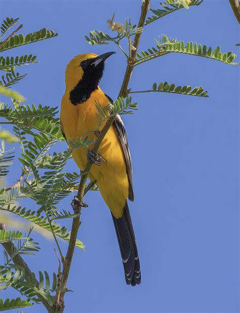 Hooded Oriole Male Photograph by Dee Carpenter - Fine Art America