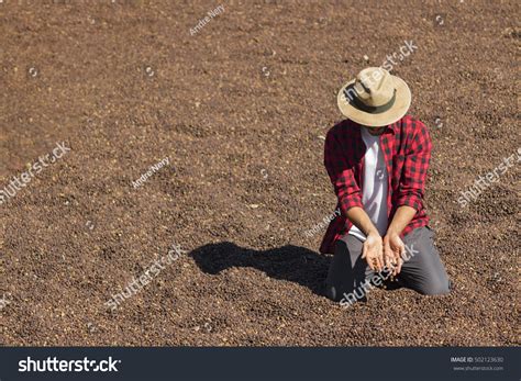 1,846 Watering Coffee Plantation Stock Photos, Images & Photography | Shutterstock