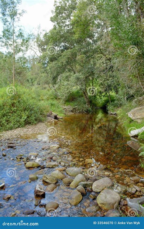 Forest Animals: Knysna Forest Animals