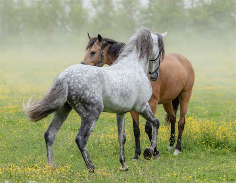 Grey Andalusian Horse In Field Stock Photos, Pictures & Royalty-Free Images - iStock